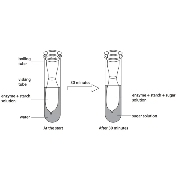 Visking Tubing Dialysis 3